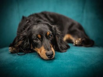 Pet friendly community